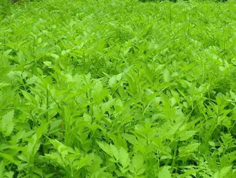 南城雜草藏珍寶，腳下良藥不識(shí)君